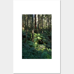 Tree Fern Posters and Art